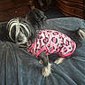 dog, pet, pink_clothing, leopard_print, black_and_white, long_hair, blanket, indoor, furniture, tail, ears, canine, cute, animal, domestic, small_dog, resting, cozy, fur, sleepwear