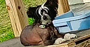 Furrari joined the competition — help win amazing prizes! dog, small_dog, hairless, ears, wooden_pallet, blue_container, outdoor, grass, sunlight, pet, collar, resting, animal, daytime, wood, nature, fence_post, paw, canine, relaxing