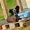 dog, small_dog, hairless, ears, wooden_pallet, blue_container, outdoor, grass, sunlight, pet, collar, resting, animal, daytime, wood, nature, fence_post, paw, canine, relaxing