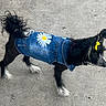 dog, denim_jacket, daisy_patch, yellow_bow, black_dog, white_paws, fluffy_tail, pet_fashion, outdoor, concrete, standing, cute, small_dog, fur, animal, canine, accessory, clothing, decorative_patch, adorable