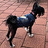 dog, denim_jacket, daisy_patch, black_dog, white_paws, tied_hair, outdoor, red_brick_patio, pet_fashion, small_dog, collar, fur, standing, side_view, sunlight, shadow, paw, pet, animal, cute
