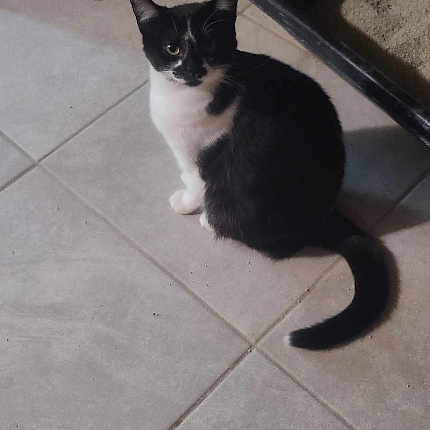 Chubs joined the competition — help win amazing prizes! animal, black_and_white, cat, cleaning_tool, container, curious, ears, floor, household, indoor, litter, litter_box, looking, pet, shadow, sitting, tail, tile, whiskers, yellow