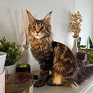 Acajou a rejoint le concours — aidez-le/la à gagner de superbes lots ! cat, maine_coon, feline, pet, indoor, decor, plant, candle, vase, marble_surface, fluffy, curious, brown_tabby, sitting, face, whiskers, ears, tail, houseplant, cozy