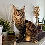 cat, maine_coon, feline, pet, indoor, decor, plant, candle, vase, marble_surface, fluffy, curious, brown_tabby, sitting, face, whiskers, ears, tail, houseplant, cozy