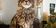 Acajou participe au concours pour gagner de l'argent avec cette photo : animal, cat, cozy, curious, decor, domestic, dried_flowers, ears, feline, fluffy, fur, houseplant, indoor, marble_surface, pet, portrait, sitting, tabby, vase, whiskers