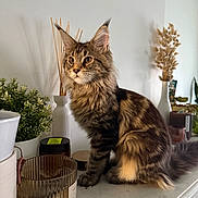 Acajou a rejoint le concours — aidez-le/la à gagner de superbes lots ! black, brown, candles, cat, curious, decor, ears, feline, fluffy, houseplant, indoor, marble_surface, pet, plants, sitting, striped, tabby, tail, vase, whiskers