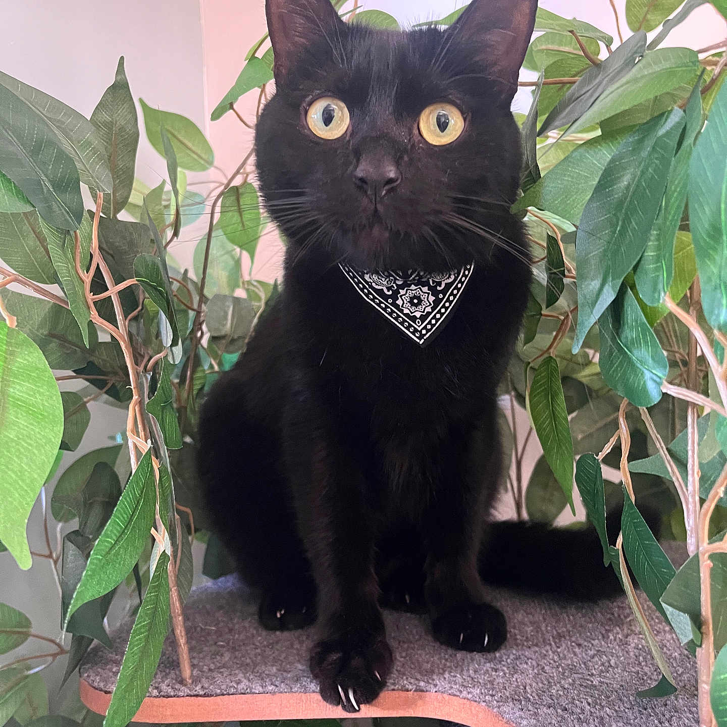 Loki