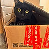 Loki a rejoint le concours — aidez-le/la à gagner de superbes lots ! animal, autodoc, black_cat, box, cardboard_box, cat, claw, claws, close_up, container, curious, cute, domestic_cat, feline, indoor, looking, pet, tape, whiskers, yellow_eyes