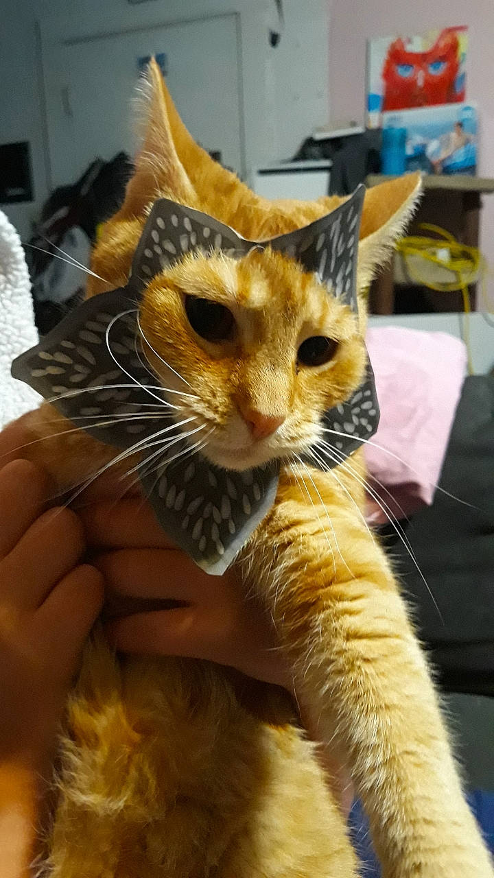 Cake joined the competition — help win amazing prizes! aegean_cat, american_shorthair, american_wirehair, asian, carnivore, cat, domestic_short_haired_cat, dragon_li, european_shorthair, felidae, fur, kitten, mammal, ocicat, ojos_azules, small_to_medium_sized_cats, snout, tabby_cat, toyger, whiskers