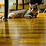 animal, blurred_background, calm, cat, cozy, domestic, ears, floor, fur, furniture, indoor, lying_down, paws, pet, quiet, relaxed, tabby, warm_light, whiskers, wooden_floor