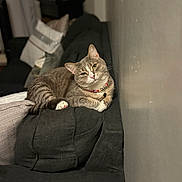 Vicky is registered to the contest to win money with this photo: cat, feline, pet, couch, indoor, collar, pillow, relaxed, fur, cute, domestic_animal, resting, home, cozy, animal, sitting, whiskers, tabby, living_room, curious