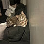 cat, feline, pet, couch, indoor, collar, pillow, relaxed, fur, cute, domestic_animal, resting, home, cozy, animal, sitting, whiskers, tabby, living_room, curious