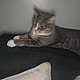 Vicky is registered to the contest to win money with this photo: animal, blurred, cat, couch, cozy, domestic_animal, feline, furniture, gray_cat, home, indoor, laying, living_room, mammal, pet, pillow, relaxed, resting, wall, white_paws