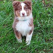Arus a rejoint le concours — aidez-le/la à gagner de superbes lots ! adorable, animal, brown, collar, curious, cute, dog, eyes, fluffy, fur, grass, green, nature, outdoor, pet, portrait, puppy, sitting, white, young