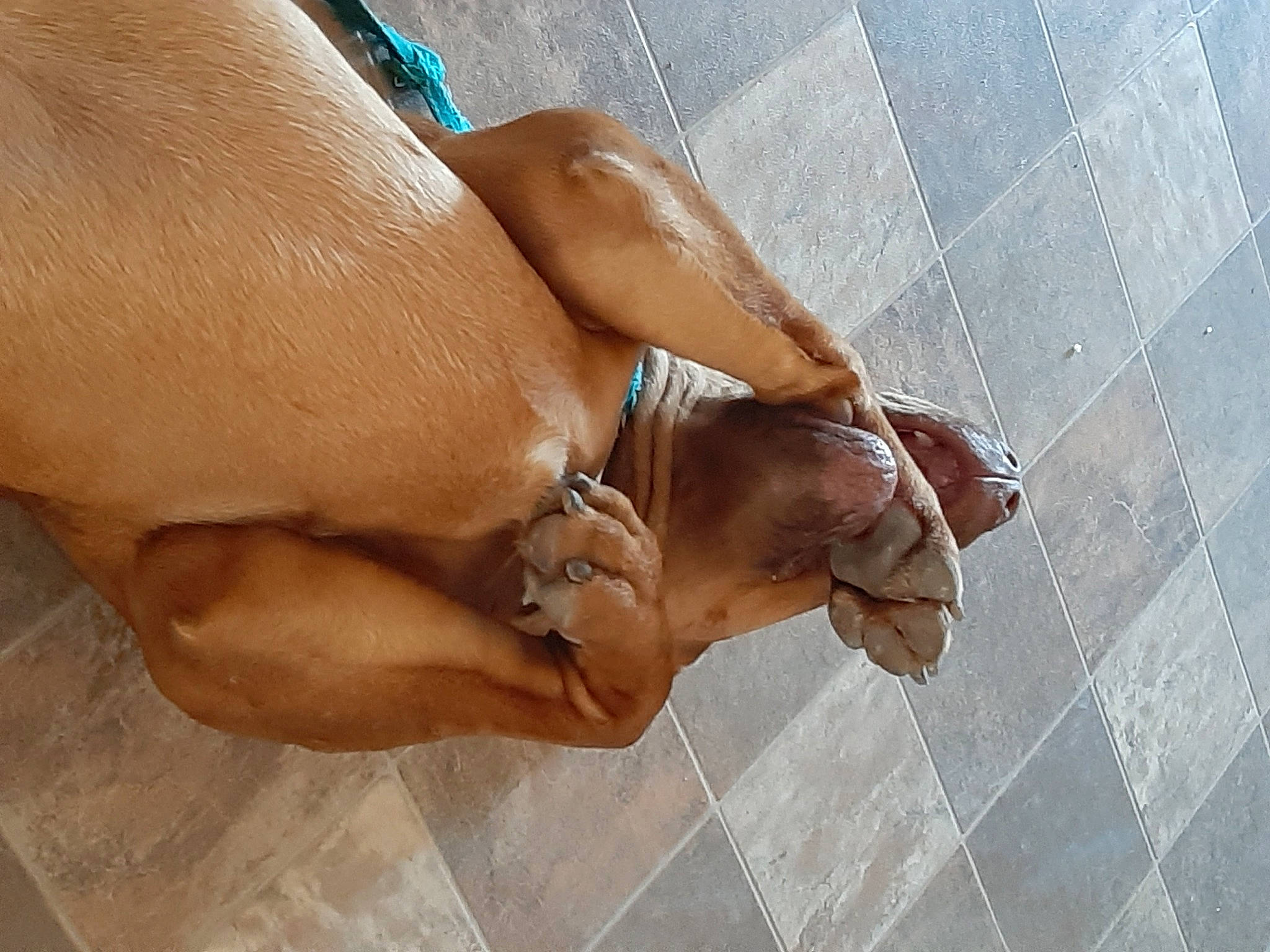 Clifford The Big Red Dog