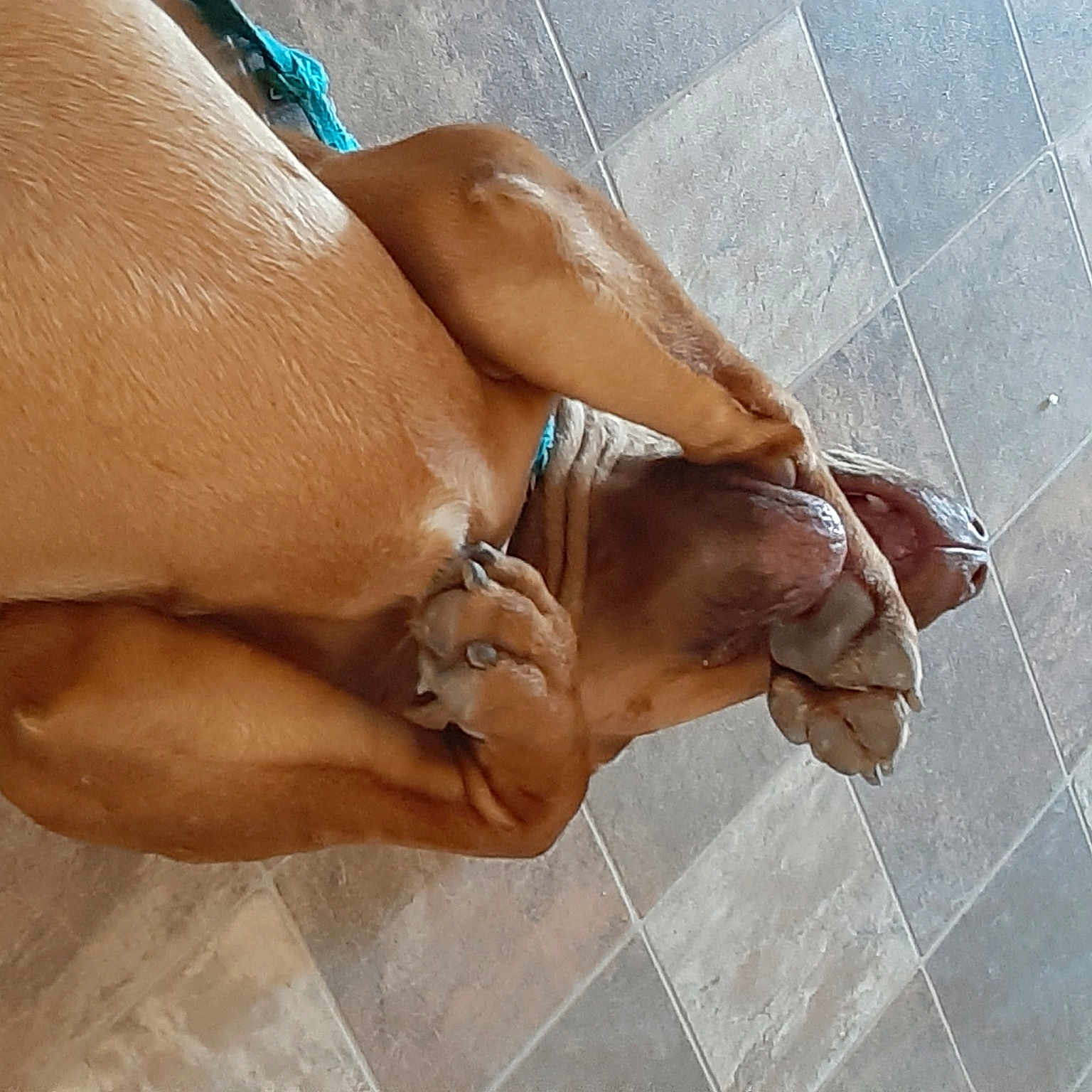 Clifford The Big Red Dog