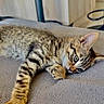 cat, kitten, tabby, sleeping, lying_down, stretched, paw, claws, whiskers, striped_fur, brown_fur, green_eyes, pet, indoor, cushion, soft_surface, closeup, relaxed, cute, home