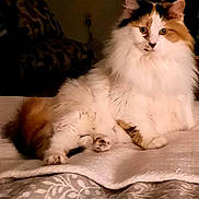 Jasmine joined the competition — help win amazing prizes! cat, calico, fluffy, pet, indoor, relaxed, blanket, feline, fur, animal, resting, cozy, cute, mammal, whiskers, ears, tail, soft, home, domestic