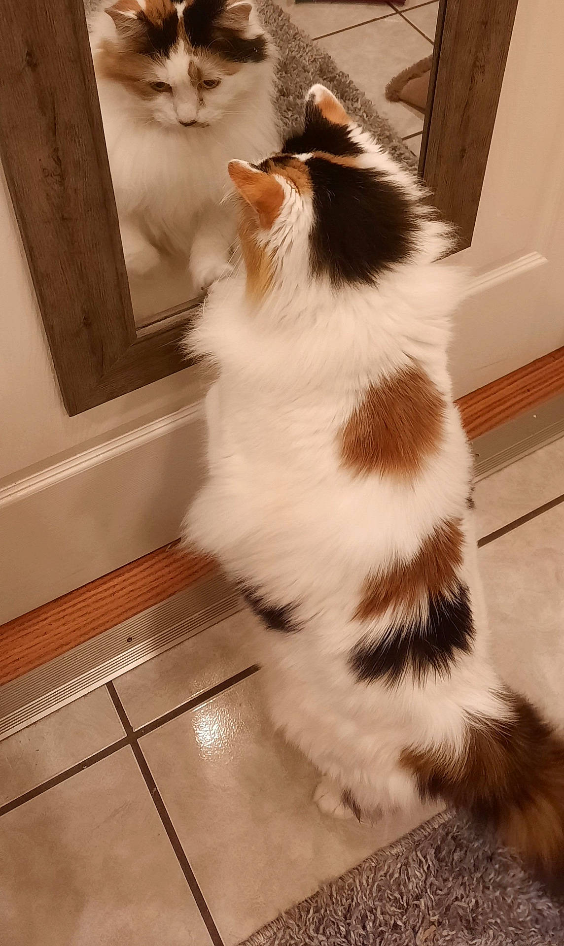 Jasmine joined the competition — help win amazing prizes! animal, calico, cat, curious, door, ears, feline, fluffy, fur, home, indoor, looking, mirror, pet, reflection, rug, standing, tail, tile_floor, whiskers