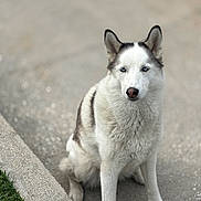 Elsa is registered to the contest to win money with this photo: alone, animal, blue_eyes, calm, canine, closeup, concrete, daylight, dog, fur, grass, husky, looking_at_camera, nature, outdoor, pet, portrait, sidewalk, sitting, street
