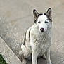 alone, animal, blue_eyes, calm, canine, closeup, concrete, daylight, dog, fur, grass, husky, looking_at_camera, nature, outdoor, pet, portrait, sidewalk, sitting, street