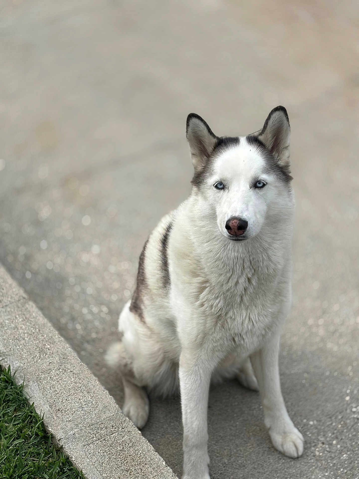 Elsa is registered to the contest to win money with this photo: alone, animal, blue_eyes, calm, canine, closeup, concrete, daylight, dog, fur, grass, husky, looking_at_camera, nature, outdoor, pet, portrait, sidewalk, sitting, street