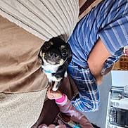 Coco is registered to the contest to win money with this photo: arm, carnivore, comfort, companion_dog, dog, dog_breed, electric_blue, fawn, felidae, fur, hand, mammal, plaid, purple, snout, t_shirt, tartan, textile, toy_dog, whiskers