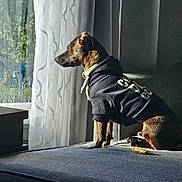 Maestro joined the competition — help win amazing prizes! animal, black_clothing, calm, couch, cozy, curtains, daylight, dog, domestic_animal, fabric, furniture, hoodie, indoor, looking_out, pet, resting, side_view, sitting, sunlight, window