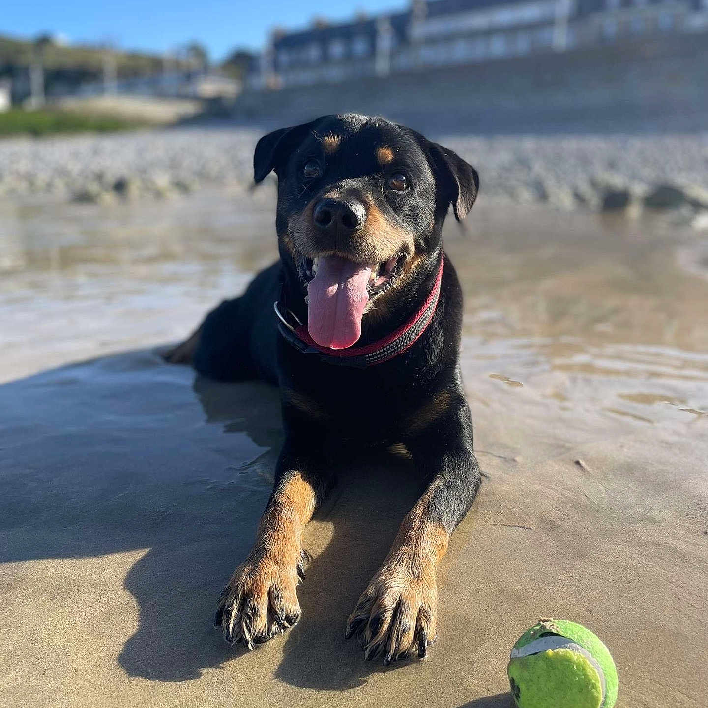 Iltonn a rejoint le concours — aidez-le/la à gagner de superbes lots ! animal, ball, beach, canine, coast, dog, football, nature, outdoors, pet, puppy, racket, sea, shoreline, sphere, sport, tennis, tennisball, tennisracket, water