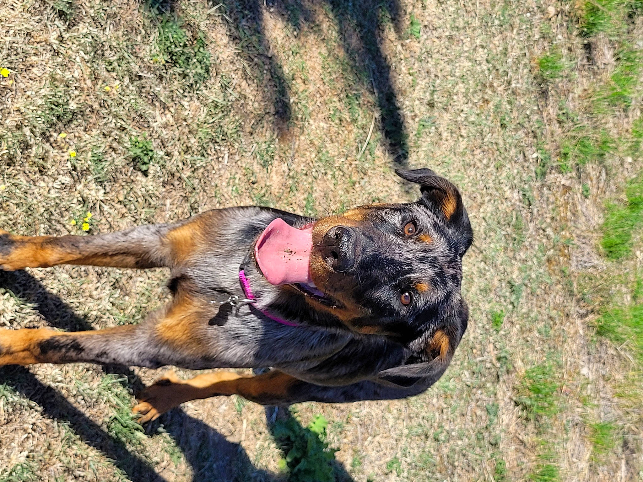 Tamara participe au concours pour gagner de l'argent avec cette photo : canidae, carnivore, collar, companion_dog, dog, dog_breed, dog_hiking, fawn, grass, guard_dog, herding_dog, leash, old_german_shepherd_dog, plant, snout, soil, sporting_group, tail, working_animal, working_dog