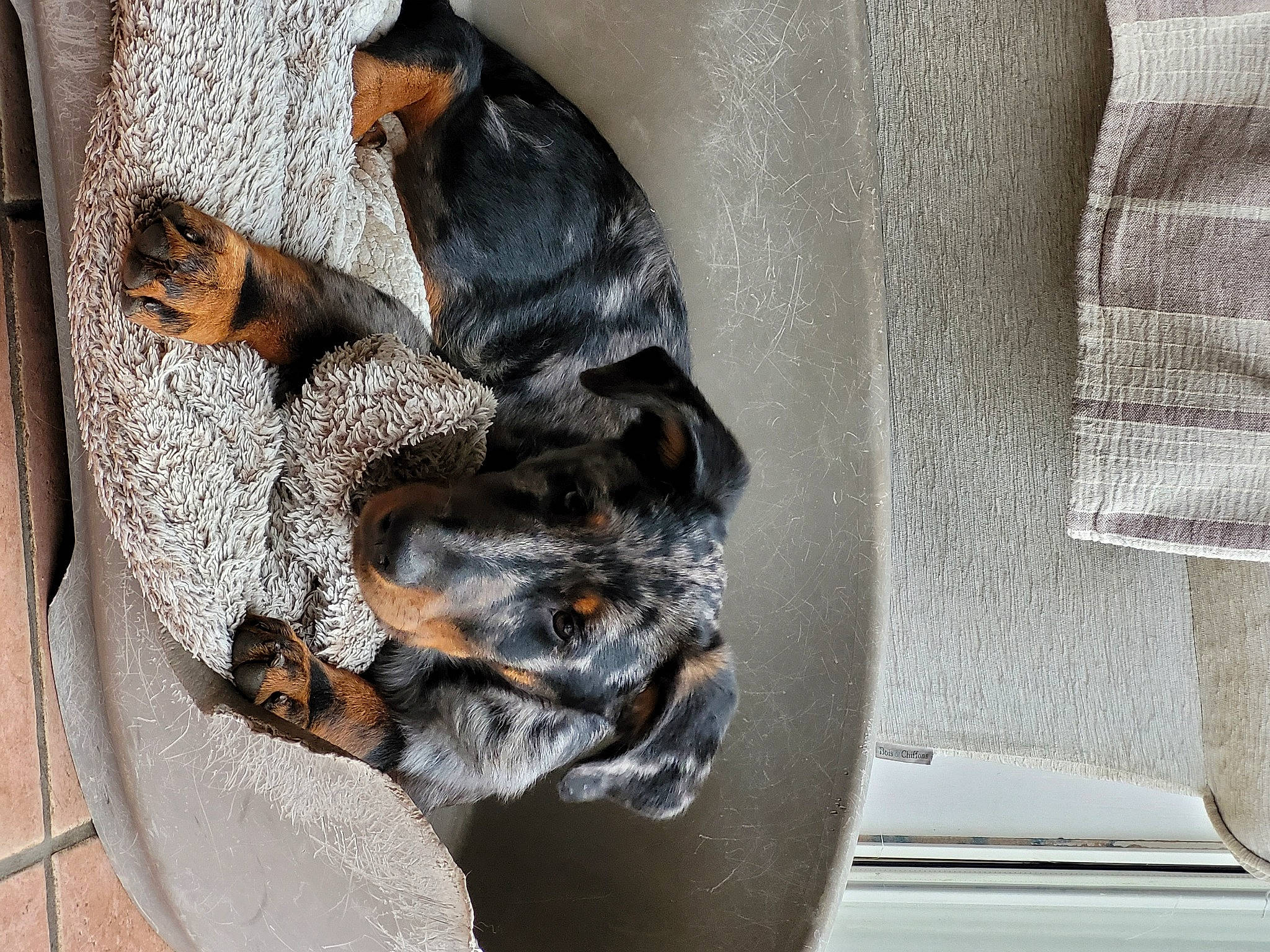 Tamara participe au concours pour gagner de l'argent avec cette photo : canidae, carnivore, claw, companion_dog, dog, dog_breed, fawn, fur, grey, guard_dog, pattern, paw, prazsky_krysarik, sleeve, snout, sporting_group, tail, toy_dog, wood, working_dog