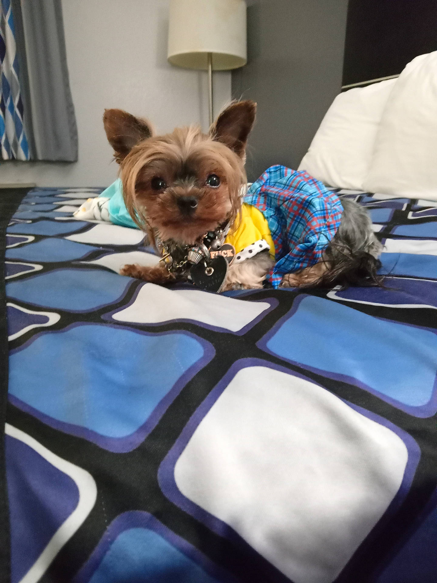 Felonie joined the competition — help win amazing prizes! affenpinscher, animal, bed, bedroom, blanket, canine, couch, cushion, dog, furniture, homedecor, indoors, interiordesign, lamp, linen, pet, puppy, room, tablelamp, terrier