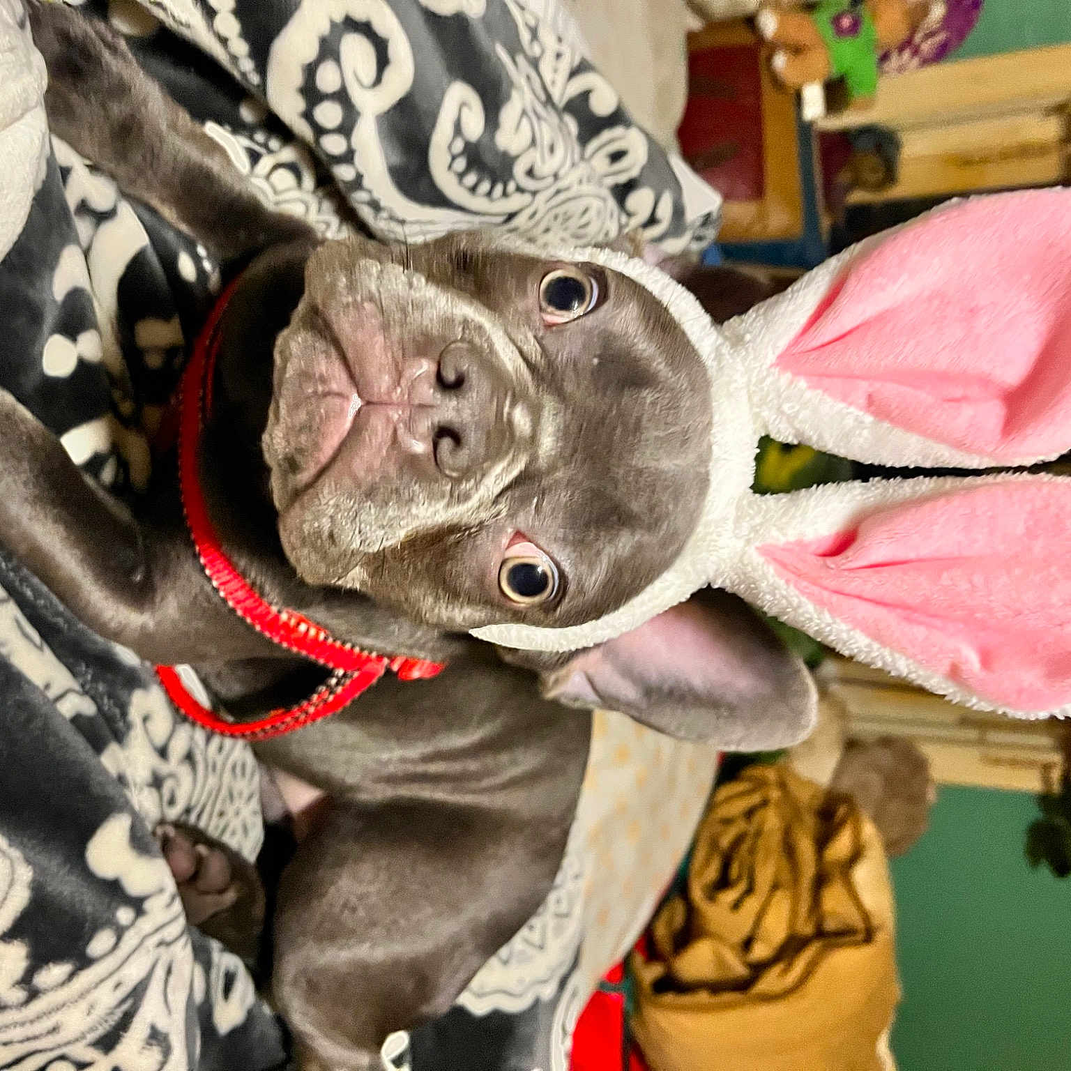 Broady joined the competition — help win amazing prizes! art, auto_part, automotive_wheel_system, costume_hat, domestic_short_haired_cat, fashion_accessory, fawn, felidae, fur, hat, magenta, rabbits_and_hares, small_to_medium_sized_cats, snout, stuffed_toy, sun_hat, textile, toy, visual_arts, whiskers