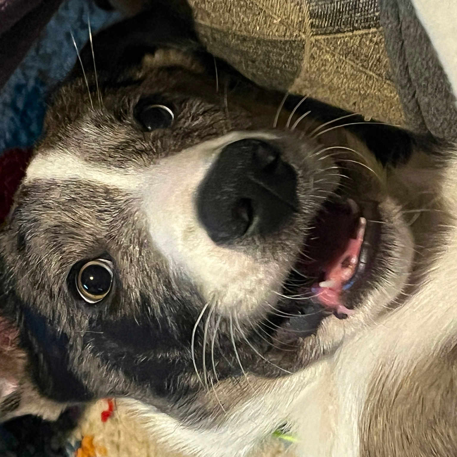 Marley