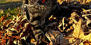 Giblets joined the competition — help win amazing prizes! cat, tabby, collar, autumn_leaves, outdoor, sunlight, nature, grass, tree, blue_sky, animal, pet, closeup, playful, fall, leaves, whiskers, fur, daytime, curious
