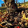cat, tabby, collar, autumn_leaves, outdoor, sunlight, nature, grass, tree, blue_sky, animal, pet, closeup, playful, fall, leaves, whiskers, fur, daytime, curious