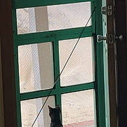 Giblets is registered to the contest to win money with this photo: cat, screen_door, door, indoor, window, pet, animal, floor, green, wood, quiet, sitting, curious, home, daylight, shadow, tail, feline, looking_out, still_life