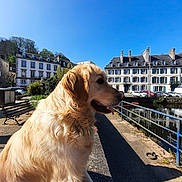 Trésor a rejoint le concours — aidez-le/la à gagner de superbes lots ! dog, golden_retriever, pet, animal, outdoor, canal, water, town, buildings, architecture, street, promenade, bench, railings, sunny, blue_sky, travel, scenic, portrait, golden_fur
