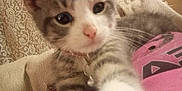 Azula is registered to the contest to win money with this photo: kitten, cat, close_up, paw, fur, collar, bell, pink_nose, whiskers, curious, indoor, fabric, lace_curtain, texture, pet, young_cat, cute, domestic_animal, soft, home