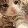 kitten, cat, close_up, paw, fur, collar, bell, pink_nose, whiskers, curious, indoor, fabric, lace_curtain, texture, pet, young_cat, cute, domestic_animal, soft, home