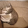 Azula joined the competition — help win amazing prizes! cat, kitten, sleeping, pet_bed, cozy, fur, collar, relaxed, indoor, cute, animal, mammal, whiskers, paws, tabby, resting, soft, domestic_cat, young, nap