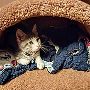 Azula joined the competition — help win amazing prizes! kitten, cat, pet, cozy, blanket, indoor, animal, cute, feline, resting, cave, fur, collar, whiskers, looking, small, comfort, soft, home, curious