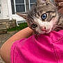 Azula joined the competition — help win amazing prizes! kitten, cat, heterochromia, blue_eye, green_eye, pet, animal, close_up, person, arm, pink_shirt, outdoor, house, window, curious, cute, fur, whiskers, nature, daytime