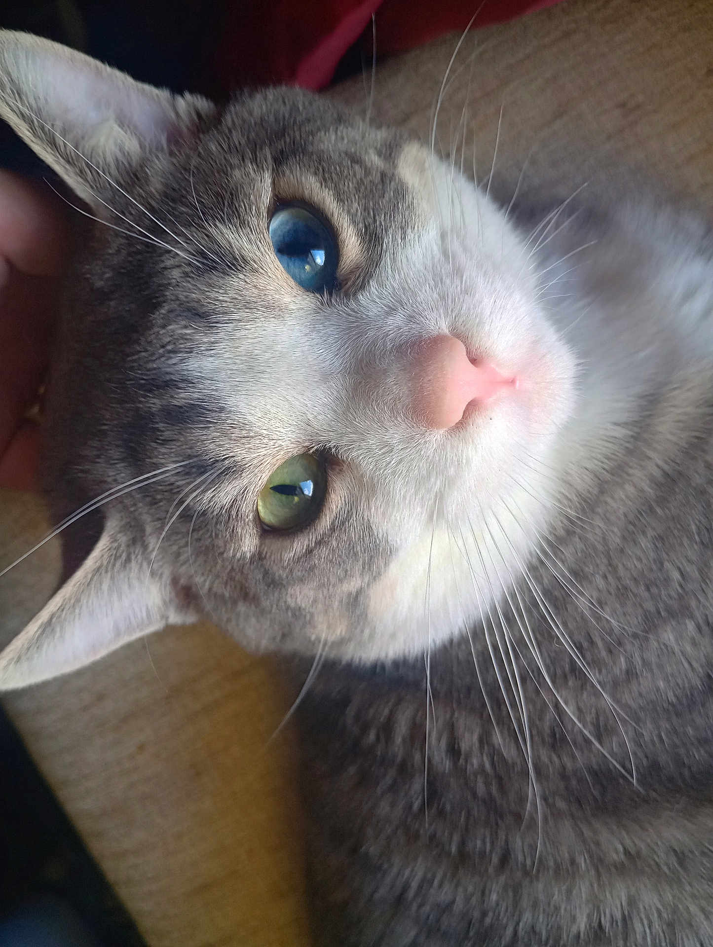 Azula joined the competition — help win amazing prizes! cat, close_up, heterochromia, blue_eye, green_eye, whiskers, fur, pet, domestic_cat, animal, cute, face, nose, ear, lying_down, hand, cozy, indoor, soft, relaxation
