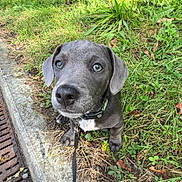 Sarge is registered to the contest to win money with this photo: animal, canine, closeup, collar, curious, cute, dog, eyes, grass, gray_dog, greenery, leash, nature, outdoor, pavement, pet, puppy, sidewalk, walk, young_dog