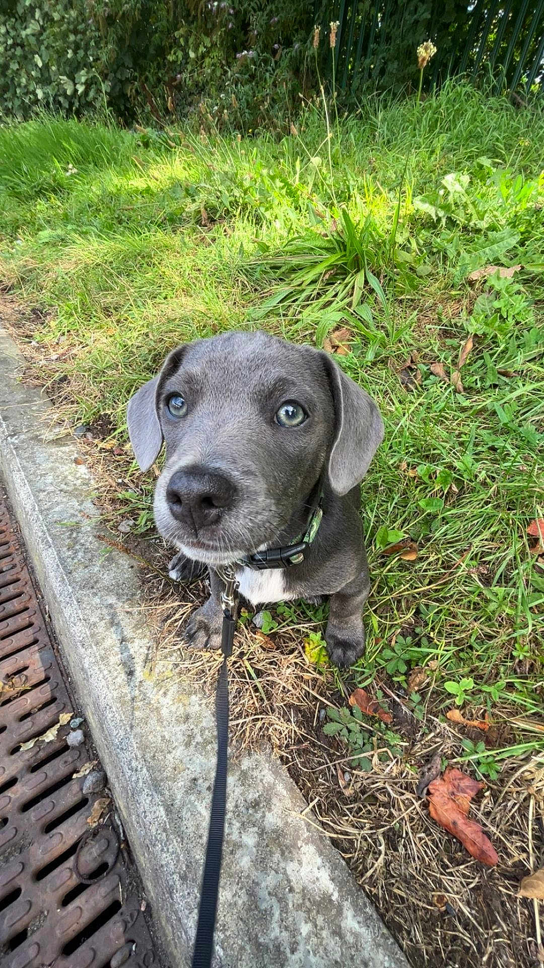 Sarge