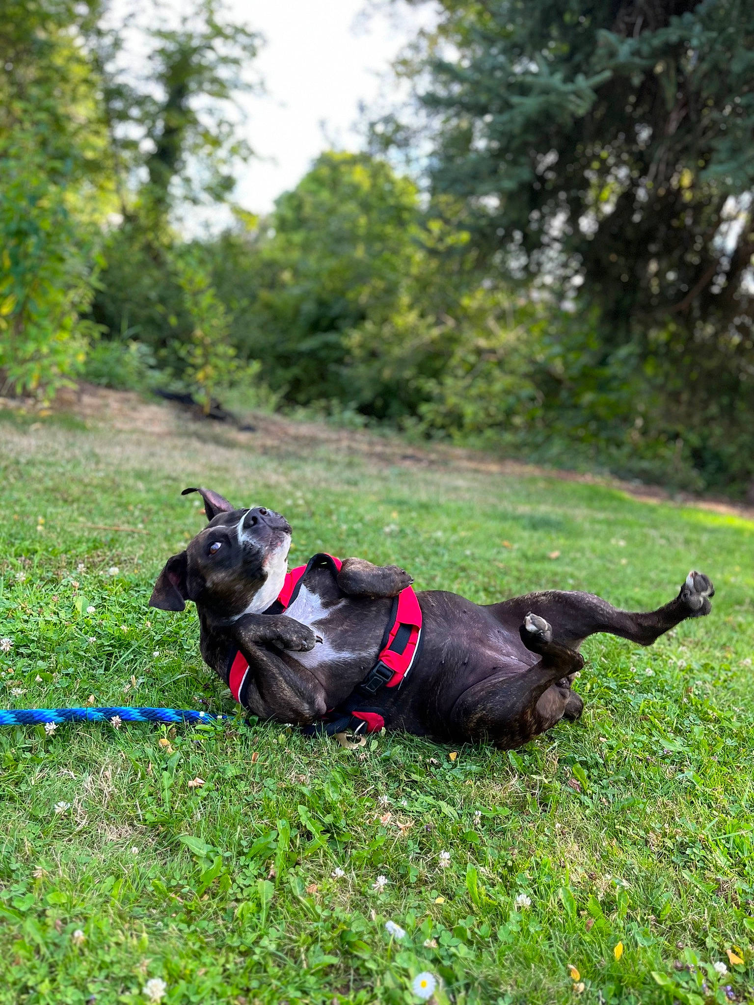 Baylee is registered to the contest to win money with this photo: carnivore, collar, companion_dog, dog, dog_breed, dog_collar, dog_supply, flower, grass, grassland, leash, mammal, pet_supply, plant, snout, sporting_group, tail, tree, vertebrate, working_animal