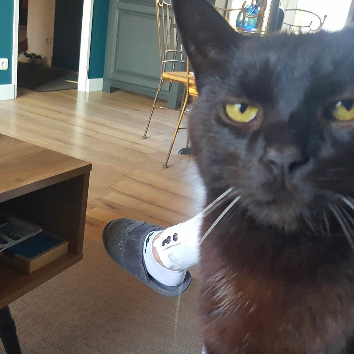 Roger a rejoint le concours — aidez-le/la à gagner de superbes lots ! black_cat, blue, bombay, carnivore, cat, chair, desk, domestic_short_haired_cat, eye, felidae, flooring, fur, hardwood, small_to_medium_sized_cats, snout, table, tail, whiskers, window, wood