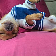 Rocky participe au concours pour gagner de l'argent avec cette photo : dog, small_dog, lying_down, sleeping, cozy, sweater, blue_sweater, white_sweater, pink_couch, indoor, relaxed, pet, canine, paw, fur, napping, cute, domestic_animal, resting, animal