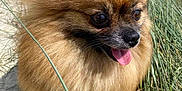 Pollen a rejoint le concours — aidez-le/la à gagner de superbes lots ! dog, pomeranian, fluffy, brown_fur, tongue_out, happy, outdoor, grass, sunlight, pet, animal, nature, canine, closeup, sandy_ground, small_dog, cute, portrait, fur, daylight